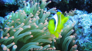 Clown Fish by Helen Hansen 
